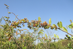 Gymnosporia senegalensis image