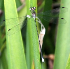 Chlorolestes tessellatus