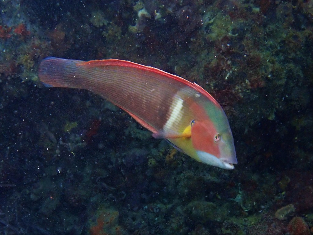 Blushing Wrasse
