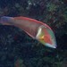 Western King Wrasse - Photo (c) J. Martin Crossley, some rights reserved (CC BY-NC-SA), uploaded by J. Martin Crossley