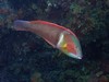 Western King Wrasse - Photo (c) J. Martin Crossley, some rights reserved (CC BY-NC-SA), uploaded by J. Martin Crossley
