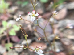 Nemacladus orientalis