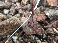 Nemacladus orientalis