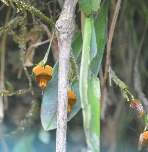 Scaphosepalum anchoriferum, photograph 3