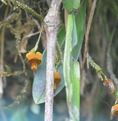 Scaphosepalum anchoriferum, photograph (c) Ben Jobson, some rights reserved (CC BY)