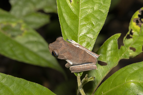 Yasuni Tree Frog