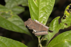 Yasuni Tree Frog