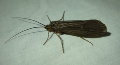 Dicosmoecus