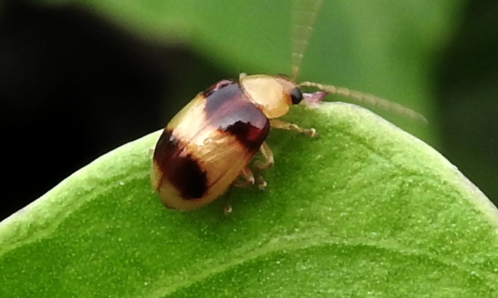 Monolepta bifasciata
