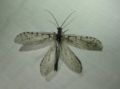 Protochauliodes spenceri