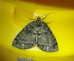 Hydriomena furcata