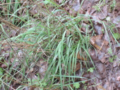 Elymus glaucus glaucus