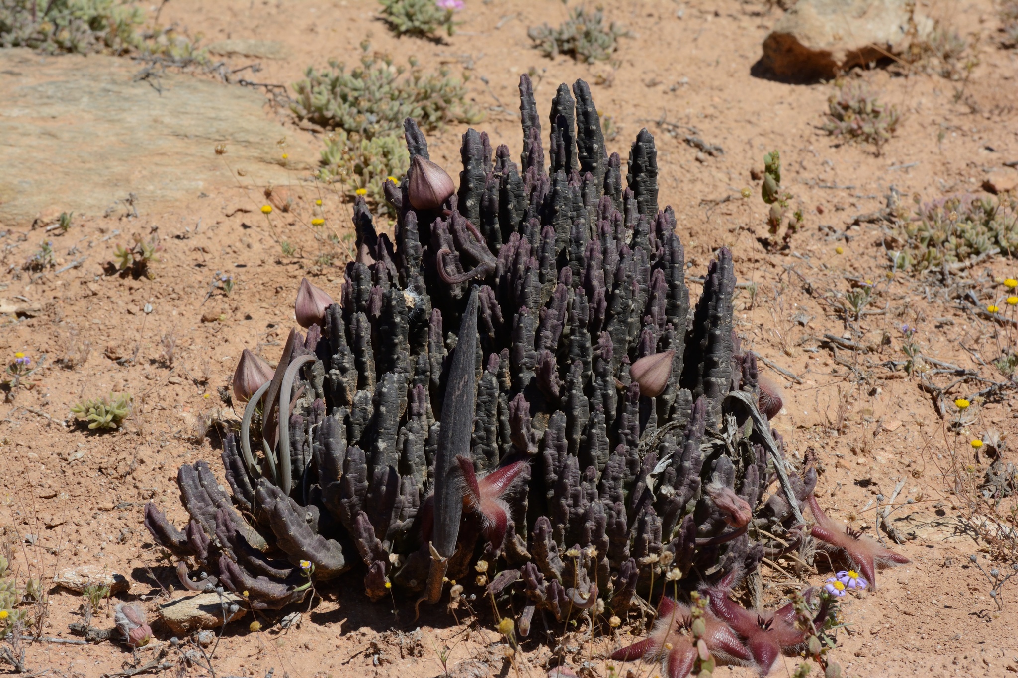 Stapelia tigridia Decne. 3