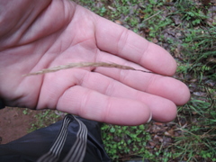 Elymus glaucus glaucus