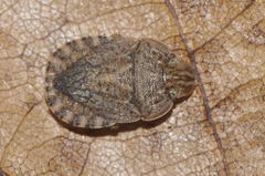 Sciocoris homalonotus