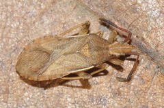 Ceraleptus lividus