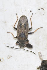Peritrechus gracilicornis