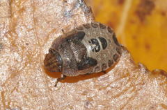 Sciocoris homalonotus