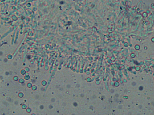 Sarea resinae image