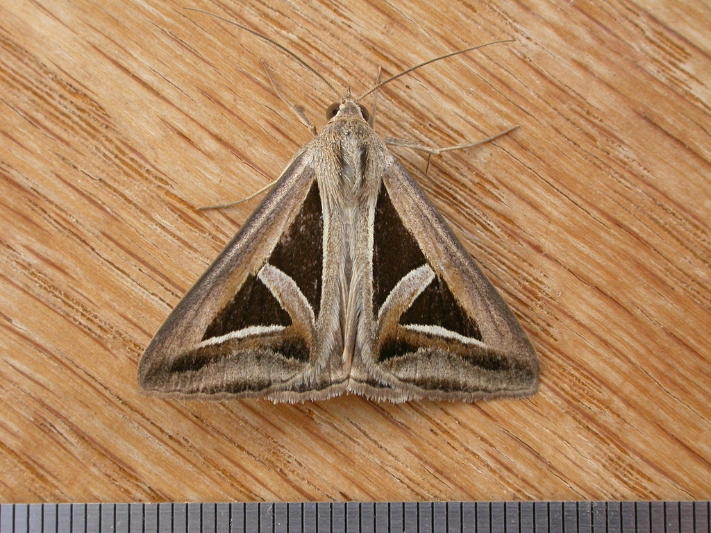 Trigonodes hyppasia