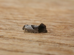 Eupselia holoxantha