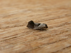 Eupselia holoxantha