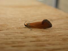 Delexocha ochrocausta