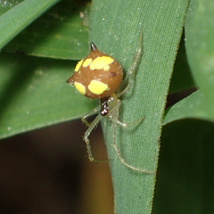 Theridula gonygaster