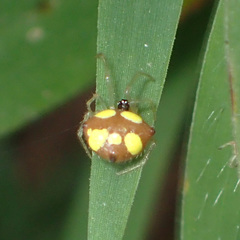 Theridula gonygaster