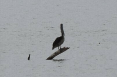 Brown Pelican photographed in Arizona