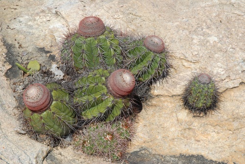 Melocactus inconcinnus