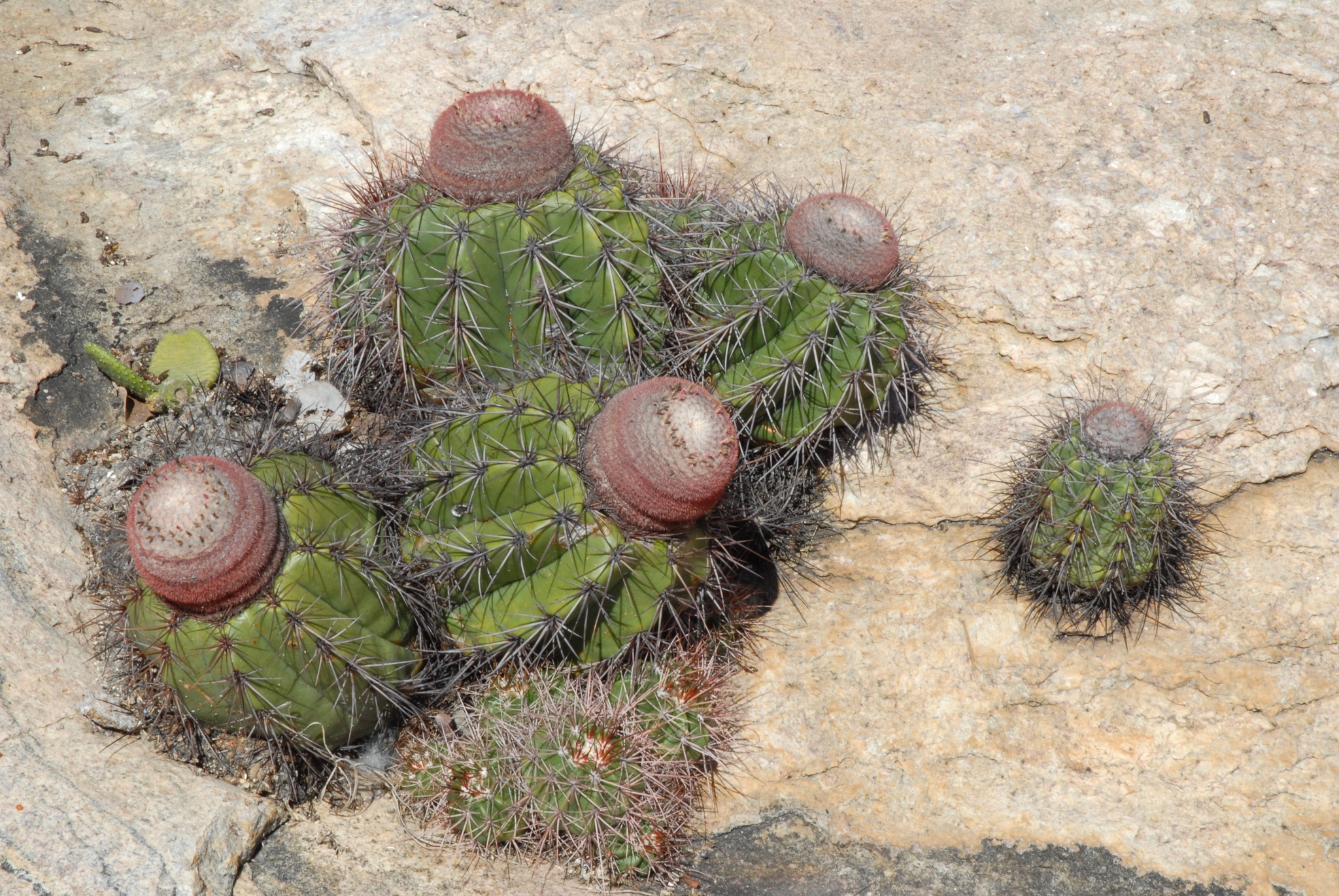 Melocactus inconcinnus