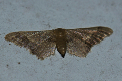 Idaea violacea