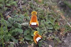 Calceolaria uniflora