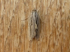 Leistarcha scitissimella