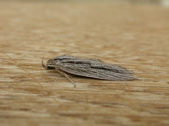 Leistarcha scitissimella