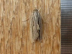 Leistarcha scitissimella