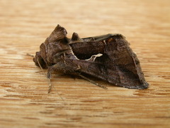 Chrysodeixis subsidens