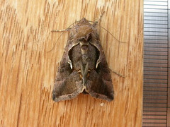 Chrysodeixis subsidens