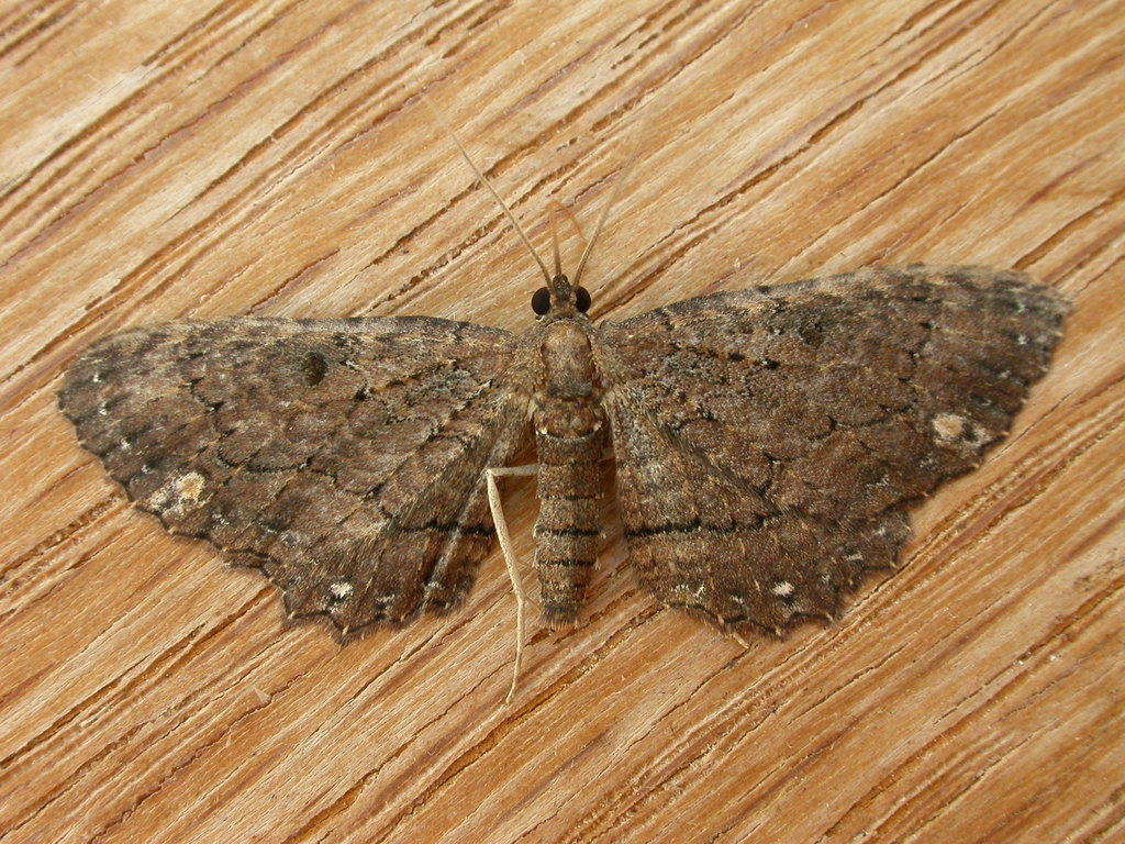 Eccymatoge fulvida