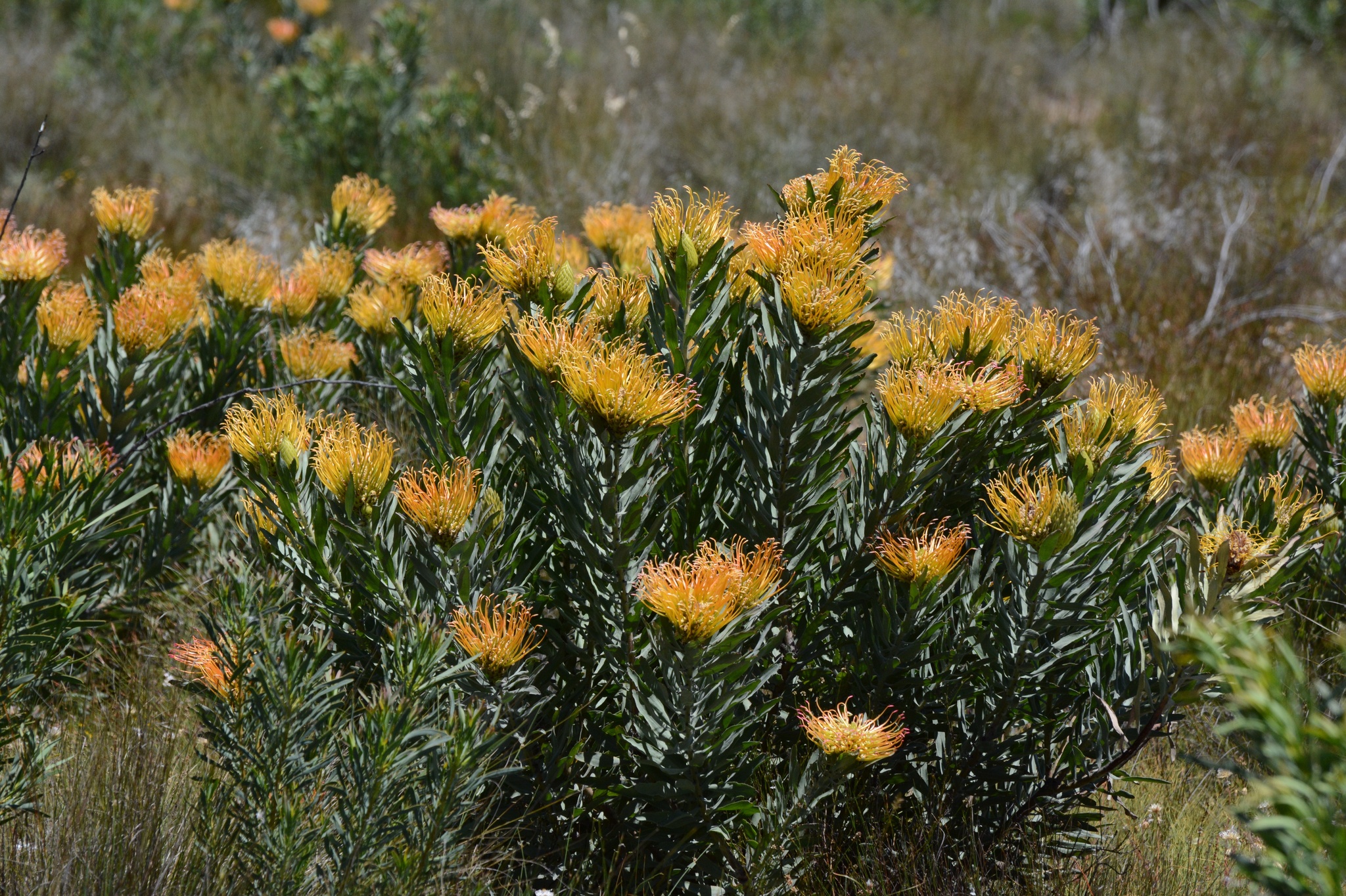 Catherinewheel Pincushion (Leucospermum catherinae)