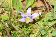Romulea ramiflora