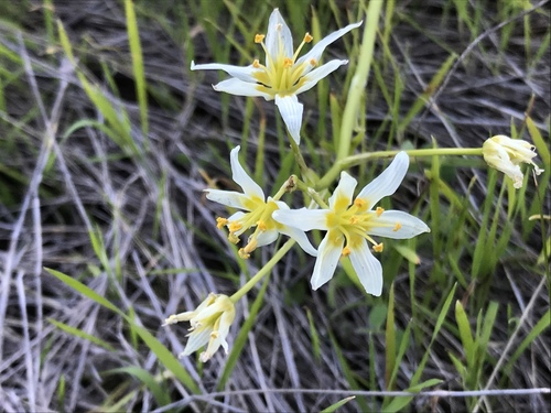Star lily