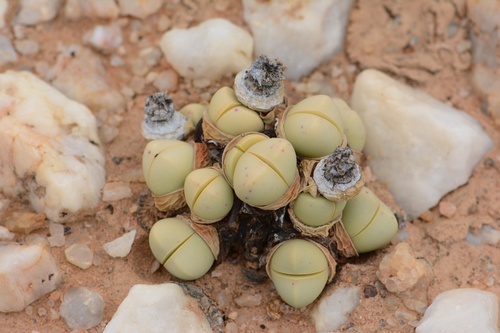 Argyroderma subalbum