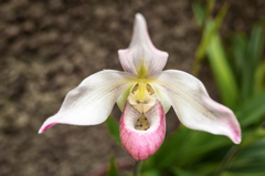 Phragmipedium