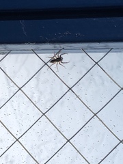 Salticidae