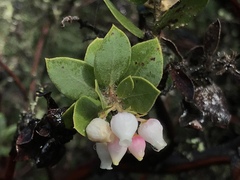 Arctostaphylos pechoensis