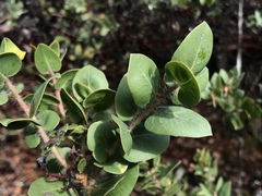 Arctostaphylos pechoensis