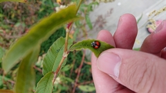Coelophora biplagiata