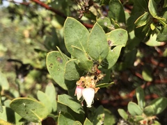 Arctostaphylos pechoensis